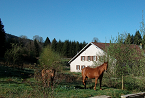 Les chevaux et la ferme - Gerbamont, Vosges