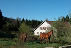 La ferme et les chevaux