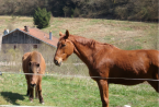 Chevaux près de la Ferme