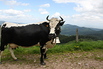 Vache des Vosges